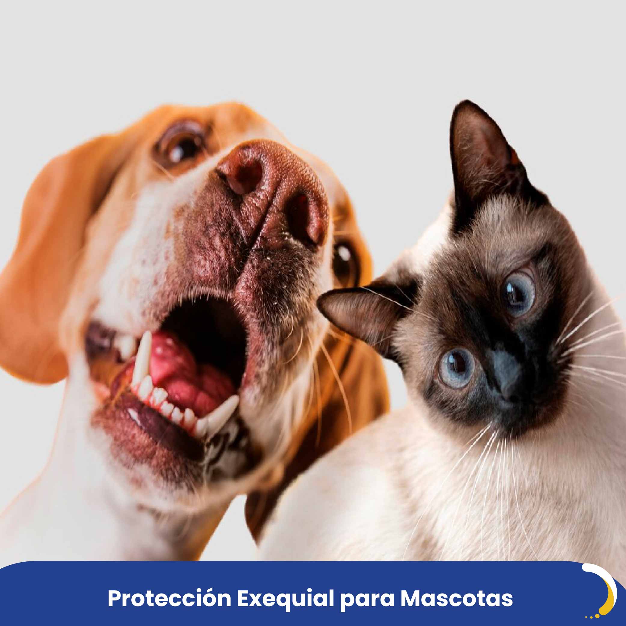 Proteccion de mascotas